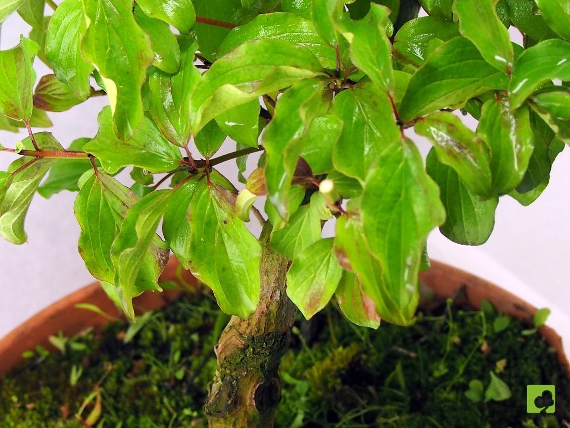 PREBONSAI DE CORNUS PREBONSAI DE CORNUS