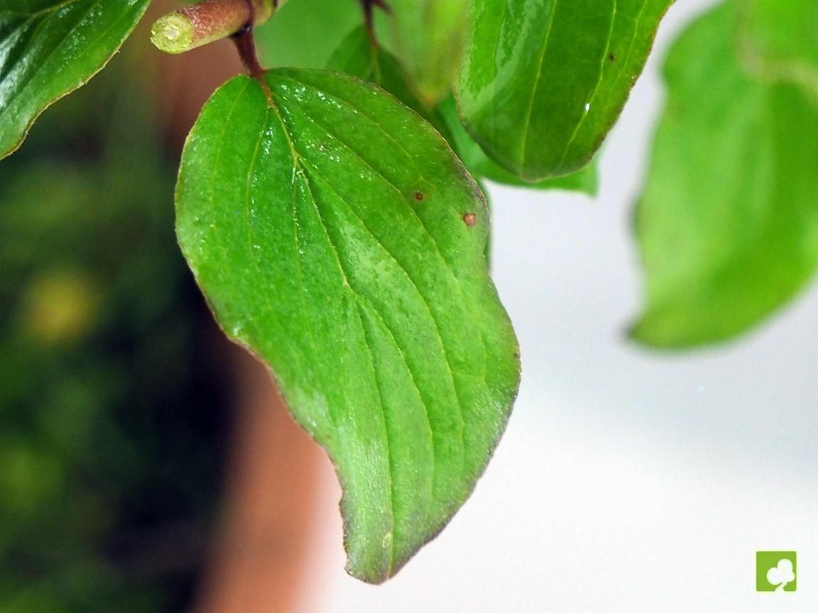 PREBONSAI DE CORNUS PREBONSAI DE CORNUS