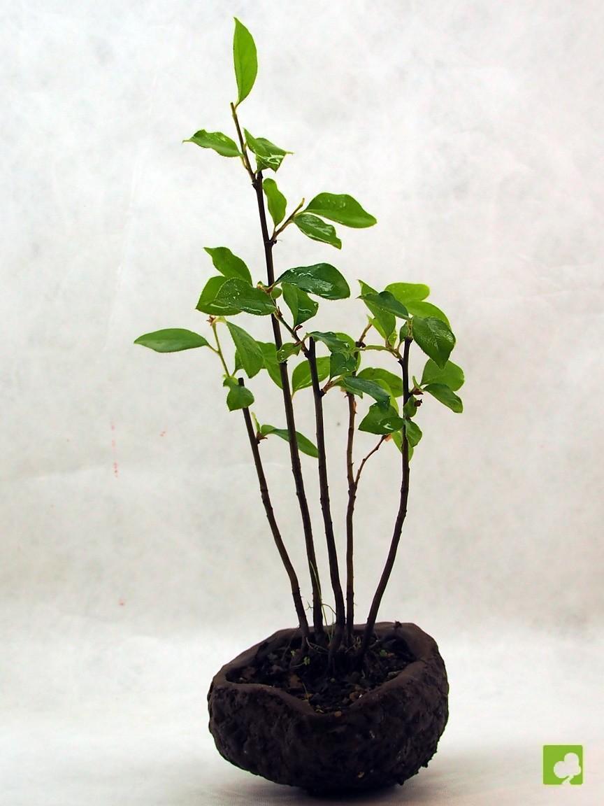 BOSQUE PSEUDOCYDONIA SINESIS BOSQUE PSEUDOCYDONIA SINESIS