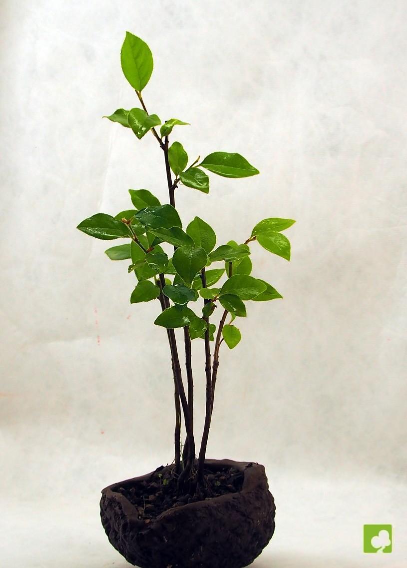 BOSQUE PSEUDOCYDONIA SINESIS BOSQUE PSEUDOCYDONIA SINESIS