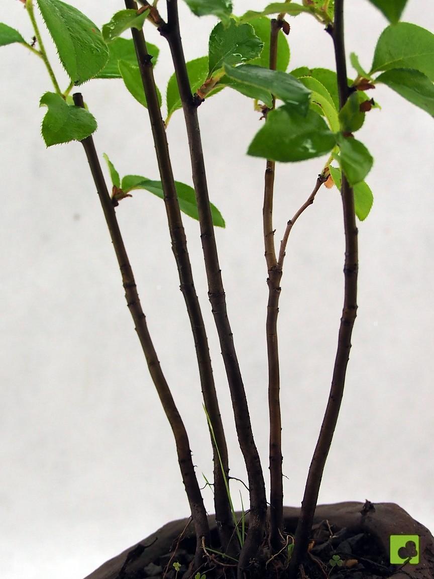 BOSQUE PSEUDOCYDONIA SINESIS BOSQUE PSEUDOCYDONIA SINESIS