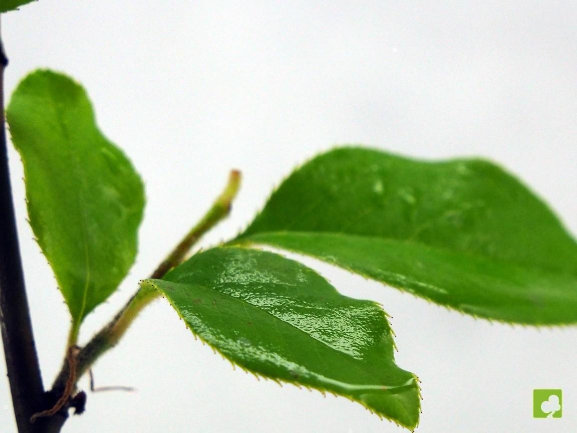 BOSQUE PSEUDOCYDONIA SINESIS BOSQUE PSEUDOCYDONIA SINESIS