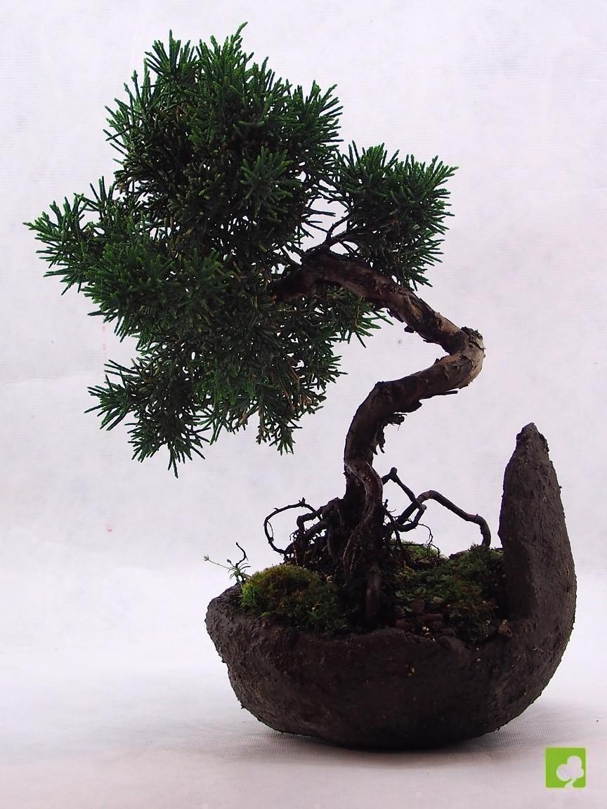 BOSAI JUNIPERO CHINESIS BOSAI JUNIPERO CHINESIS