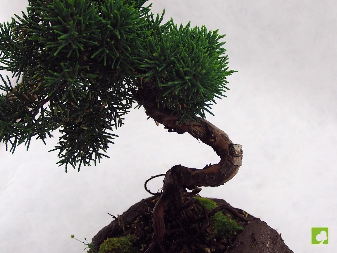 BOSAI JUNIPERO CHINESIS BOSAI JUNIPERO CHINESIS