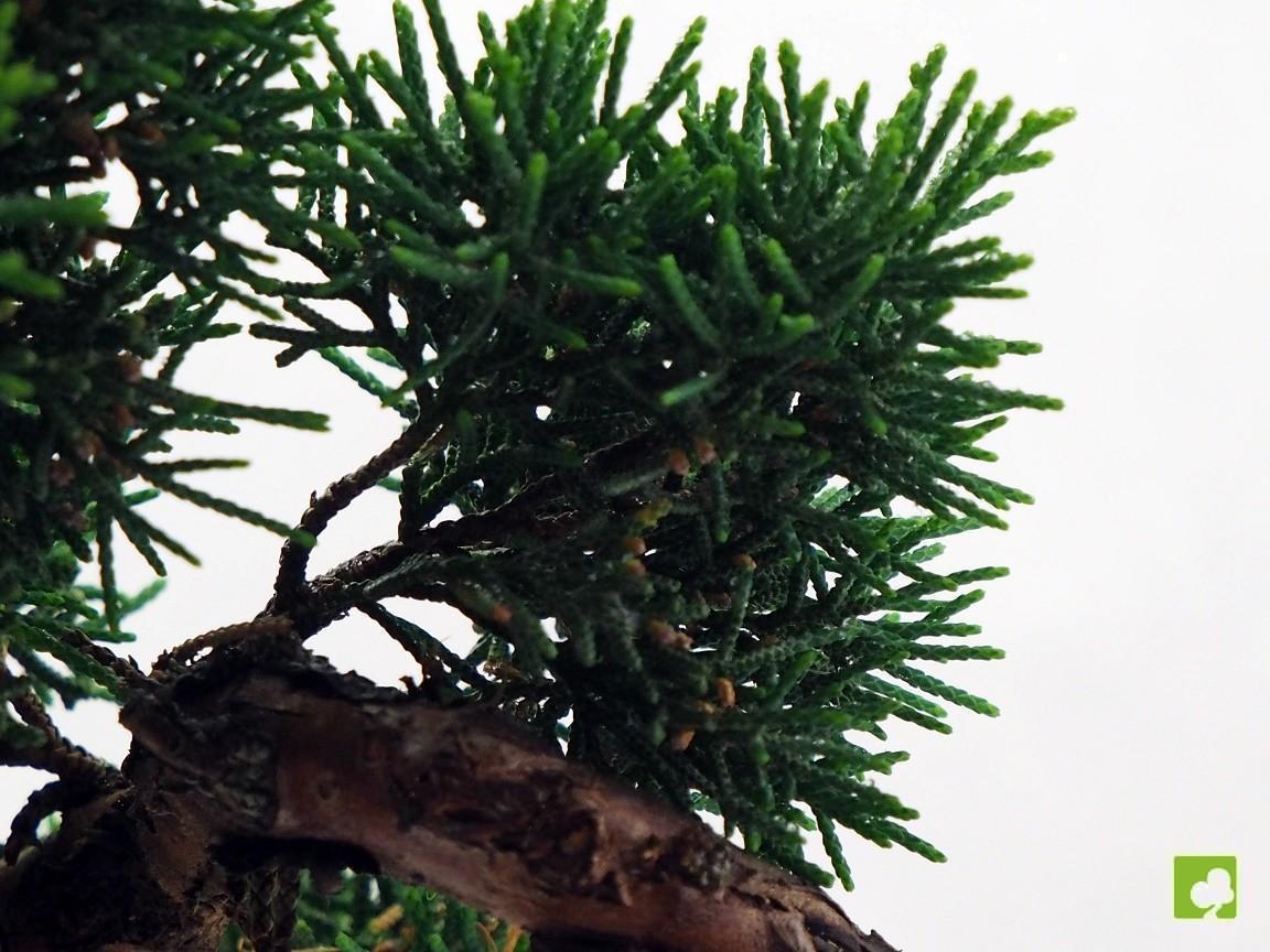 BOSAI JUNIPERO CHINESIS BOSAI JUNIPERO CHINESIS