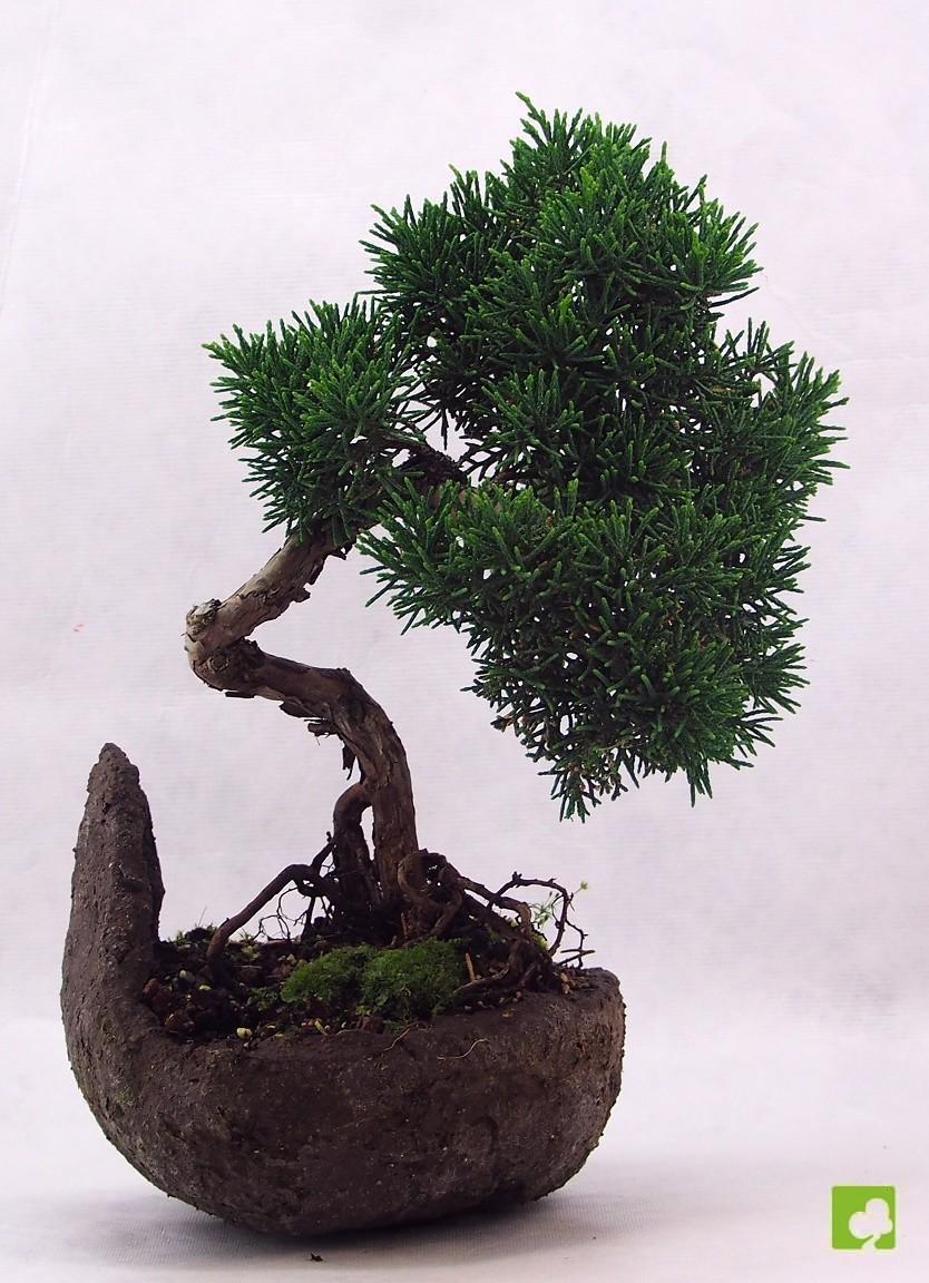 BOSAI JUNIPERO CHINESIS BOSAI JUNIPERO CHINESIS