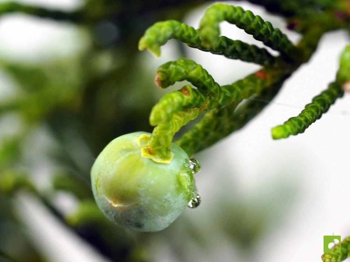 Semillas de Juniperus Chinensis (Enebro Chino) Semillas de Juniperus Chinensis (Enebro Chino)