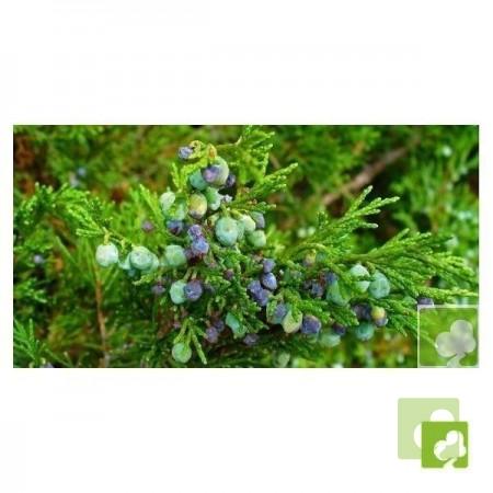 Semillas de Juniperus Chinensis (Enebro Chino)