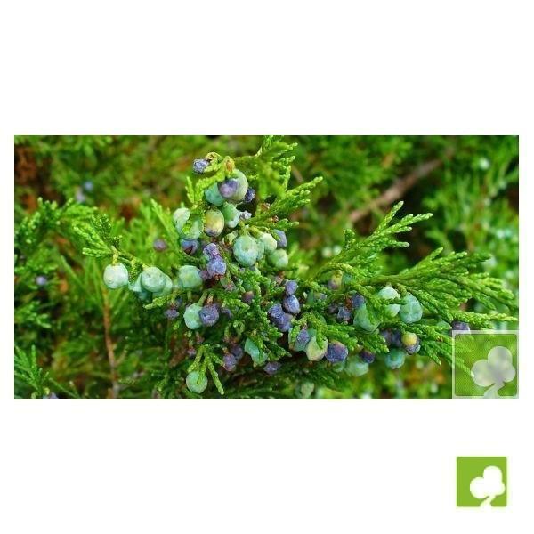 Semillas de Juniperus Chinensis (Enebro Chino) Semillas de Juniperus Chinensis (Enebro Chino)