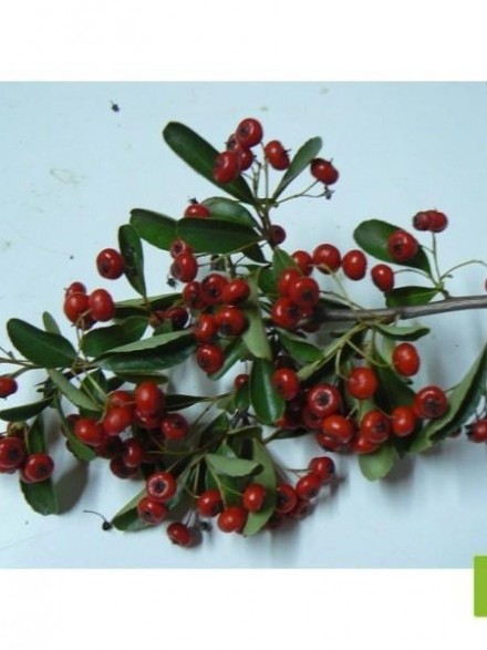 Semillas de Pyracantha Coccinea Roja (Piracanta Roja)