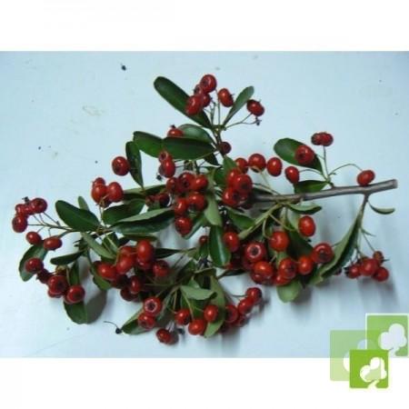 Semillas de Pyracantha Coccinea Roja (Piracanta Roja)