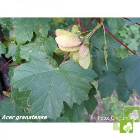 Semillas de Acer Opalus Granatense (Arce Granadino)