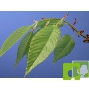 Semillas de Zelkova Serrata (Zelkova Japonesa) Semillas de Zelkova Serrata (Zelkova Japonesa)