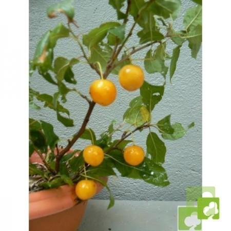 Semillas de Prunus Cerasifera FRUTO AMARILLO (Ciruelo Cerezo)15