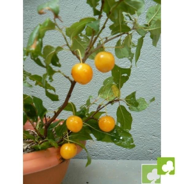 Semillas de Prunus Cerasifera FRUTO AMARILLO (Ciruelo Cerezo)15 Semillas de Prunus Cerasifera FRUTO AMARILLO (Ciruelo Cerezo)15