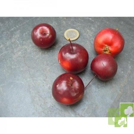 Semillas de Malus Sp de Fruto Rojo Grande (Manzano Bonsai)