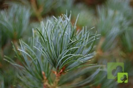 Pinus parviflora 10 uni