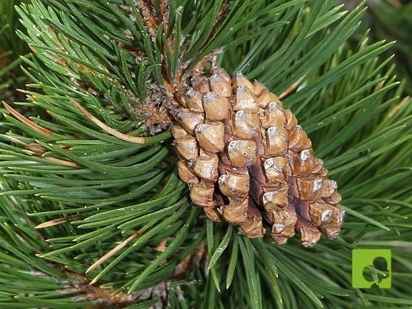 Semillas de pinus uncinata Semillas de pinus uncinata