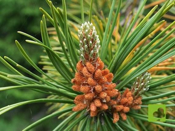 Semillas de pinus uncinata Semillas de pinus uncinata
