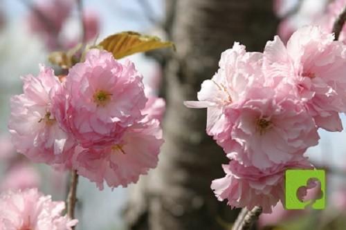 Semillas de prunus serrulata 10 uni Semillas de prunus serrulata 10 uni
