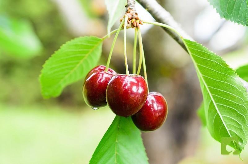 Semillas de prunus serrulata 10 uni Semillas de prunus serrulata 10 uni