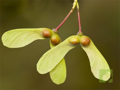 Acer-opalus-seed