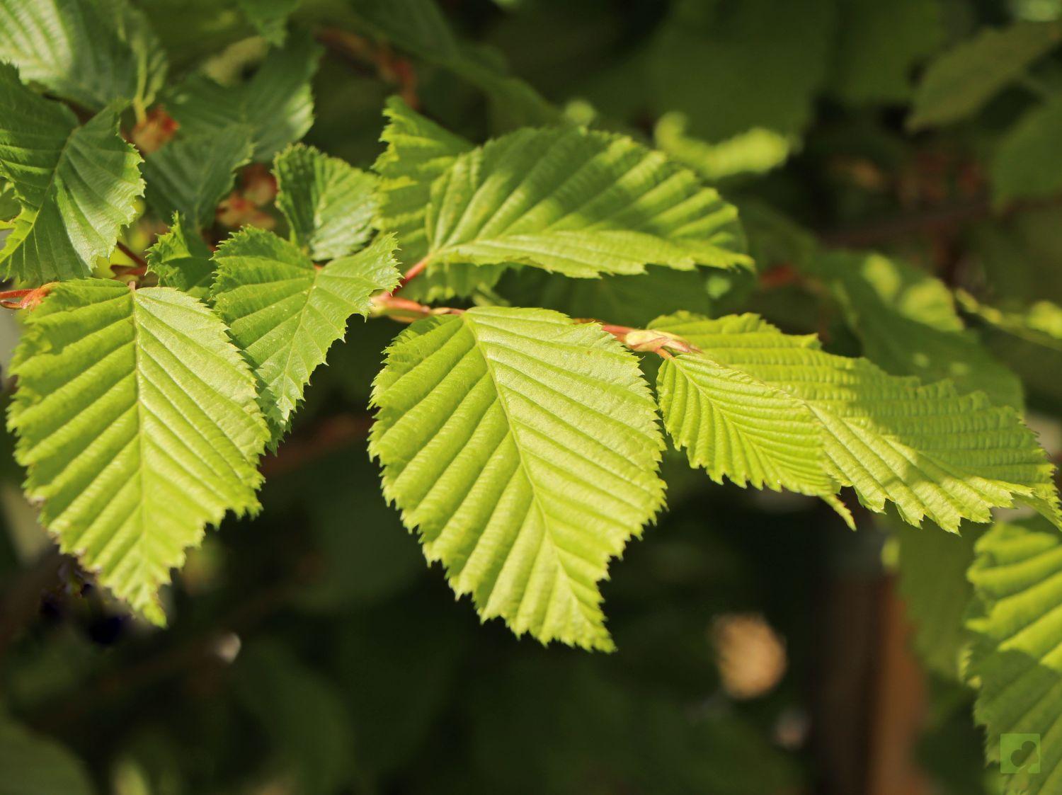 Hainbuche / Weißbuche - Carpinus betulus