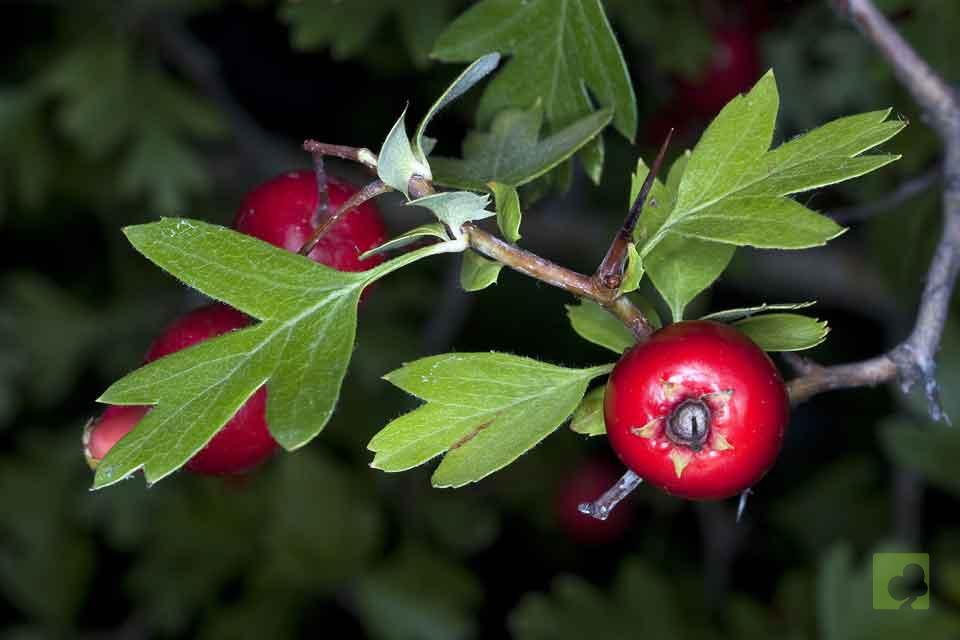 CRATAEGUS
