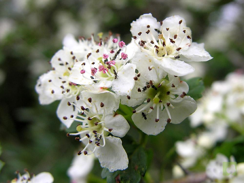 Crataegus_monogynA