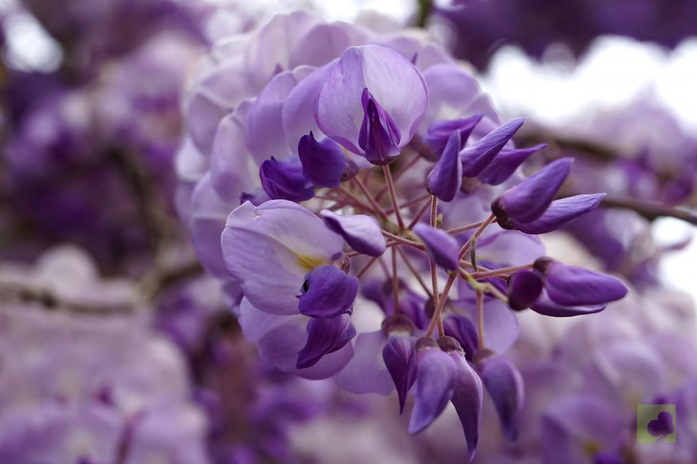 FLOR WISTERIA