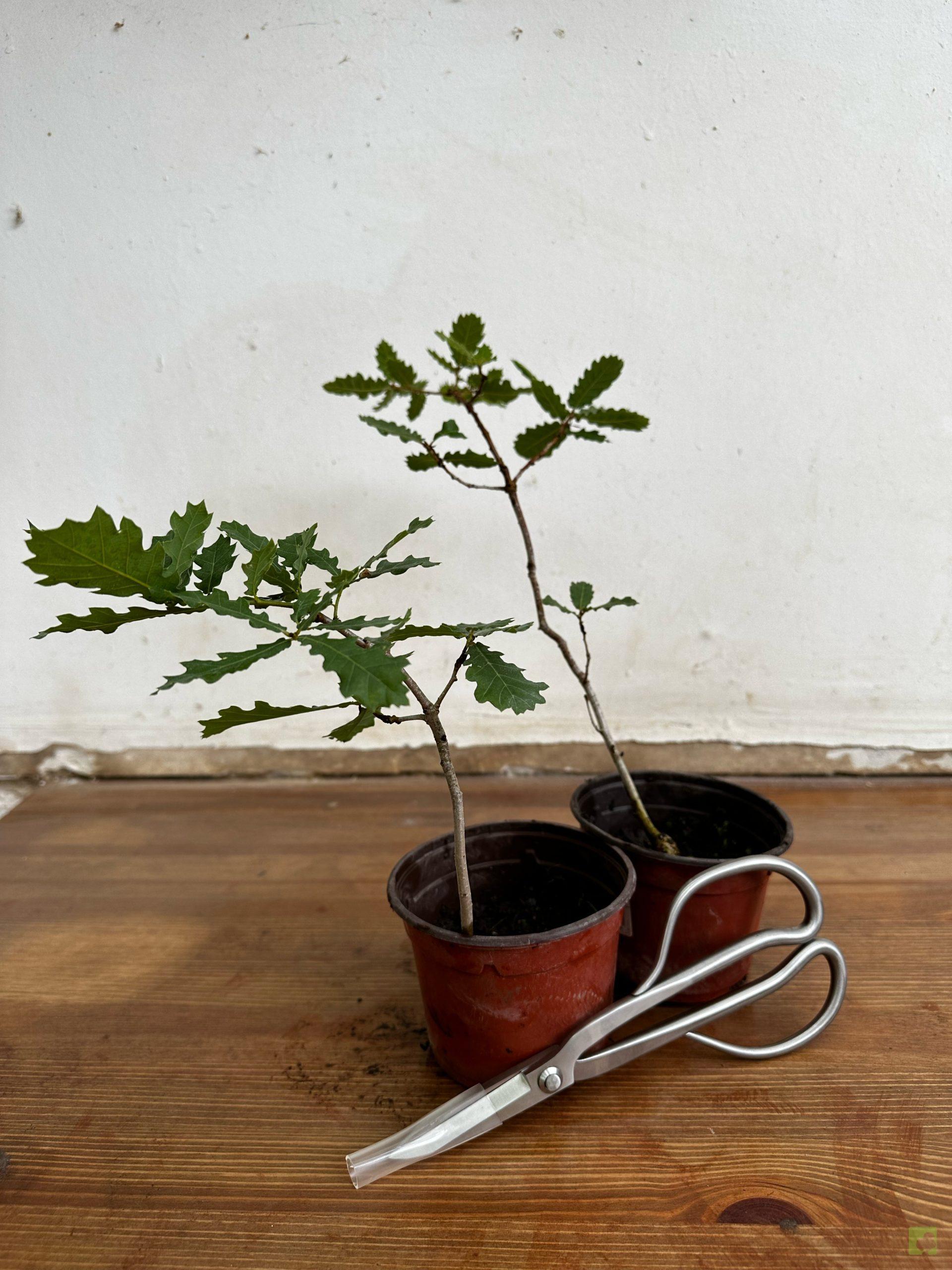 Processed with MOLDIV