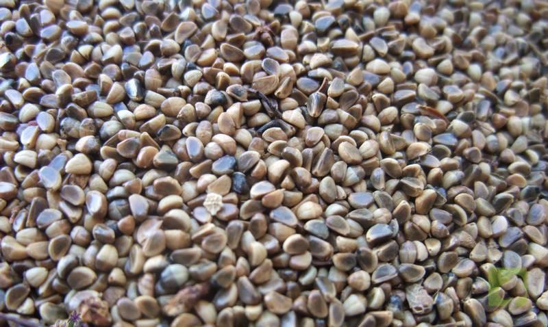 SEMILLAS PIRACANTA ROJA