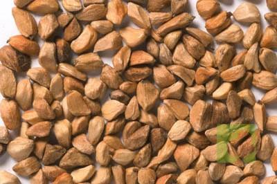 SEMILLAS ROSAL SILVESTRE