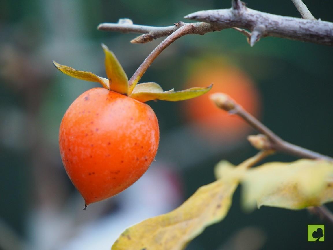 Semillas-de-kaki-japones-Rhombifolia