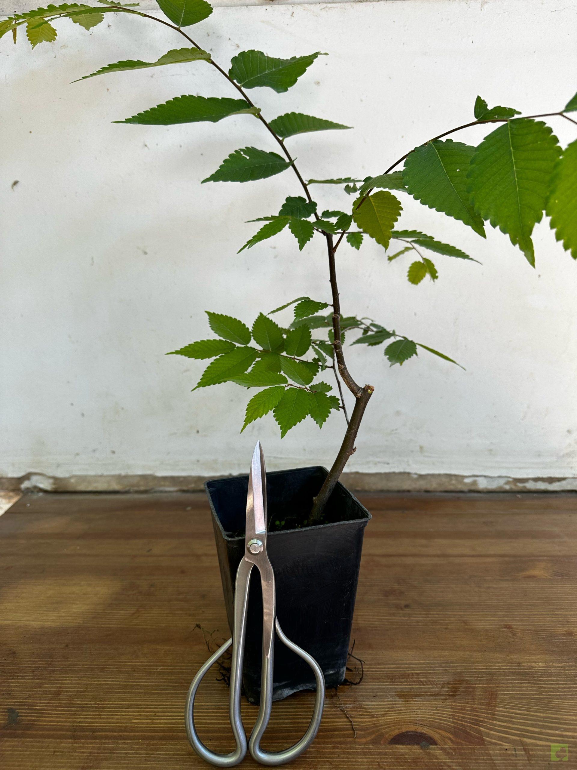 Processed with MOLDIV