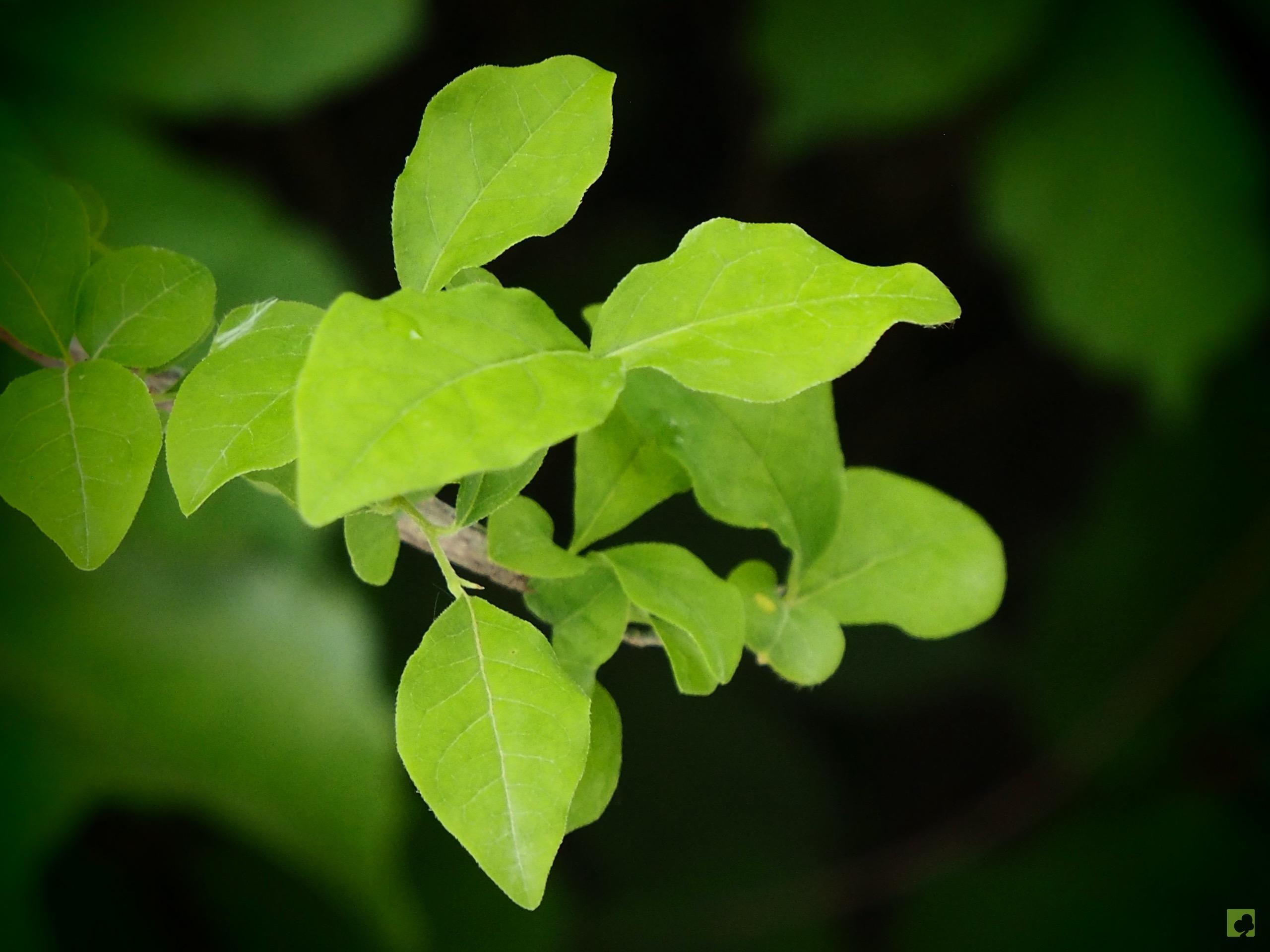 kaki-rhombifolia-3-1