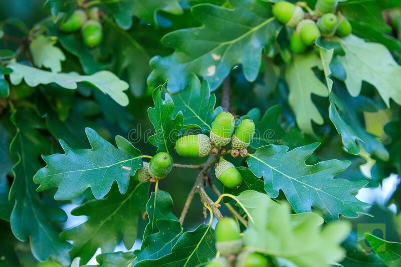 roble-común-quercus