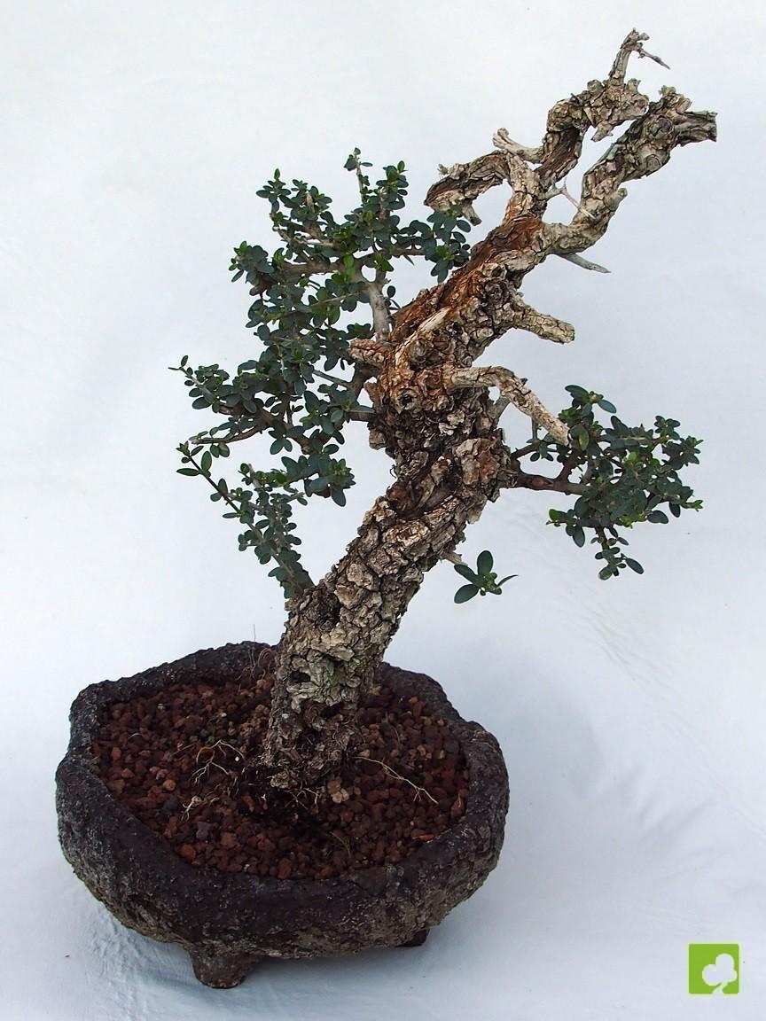 BONSAI ULLASTRE MALLORQUIN BONSAI ULLASTRE MALLORQUIN