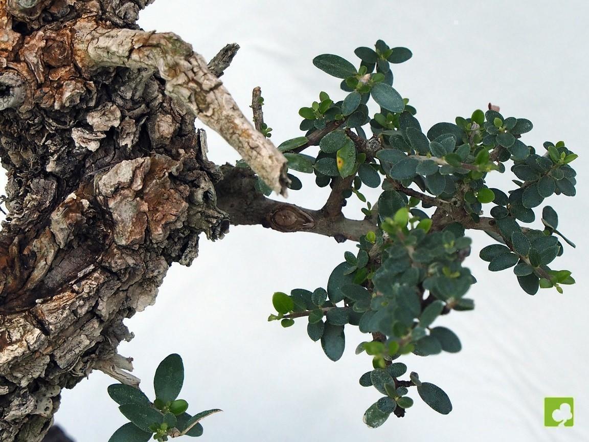 BONSAI ULLASTRE MALLORQUIN BONSAI ULLASTRE MALLORQUIN