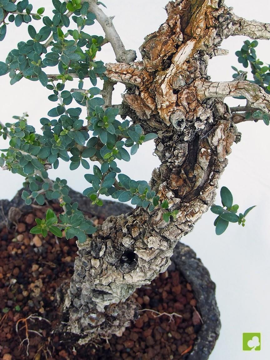 BONSAI ULLASTRE MALLORQUIN BONSAI ULLASTRE MALLORQUIN
