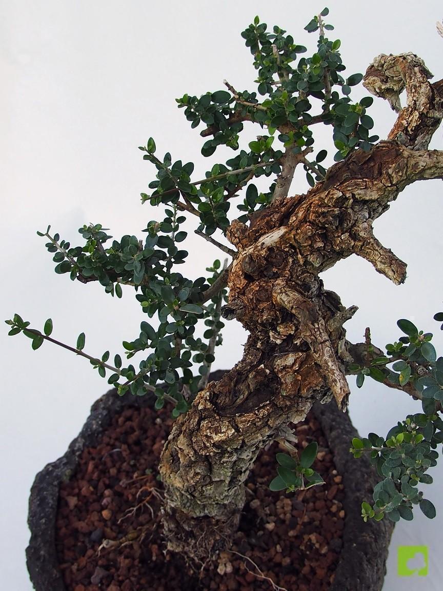 BONSAI ULLASTRE MALLORQUIN BONSAI ULLASTRE MALLORQUIN