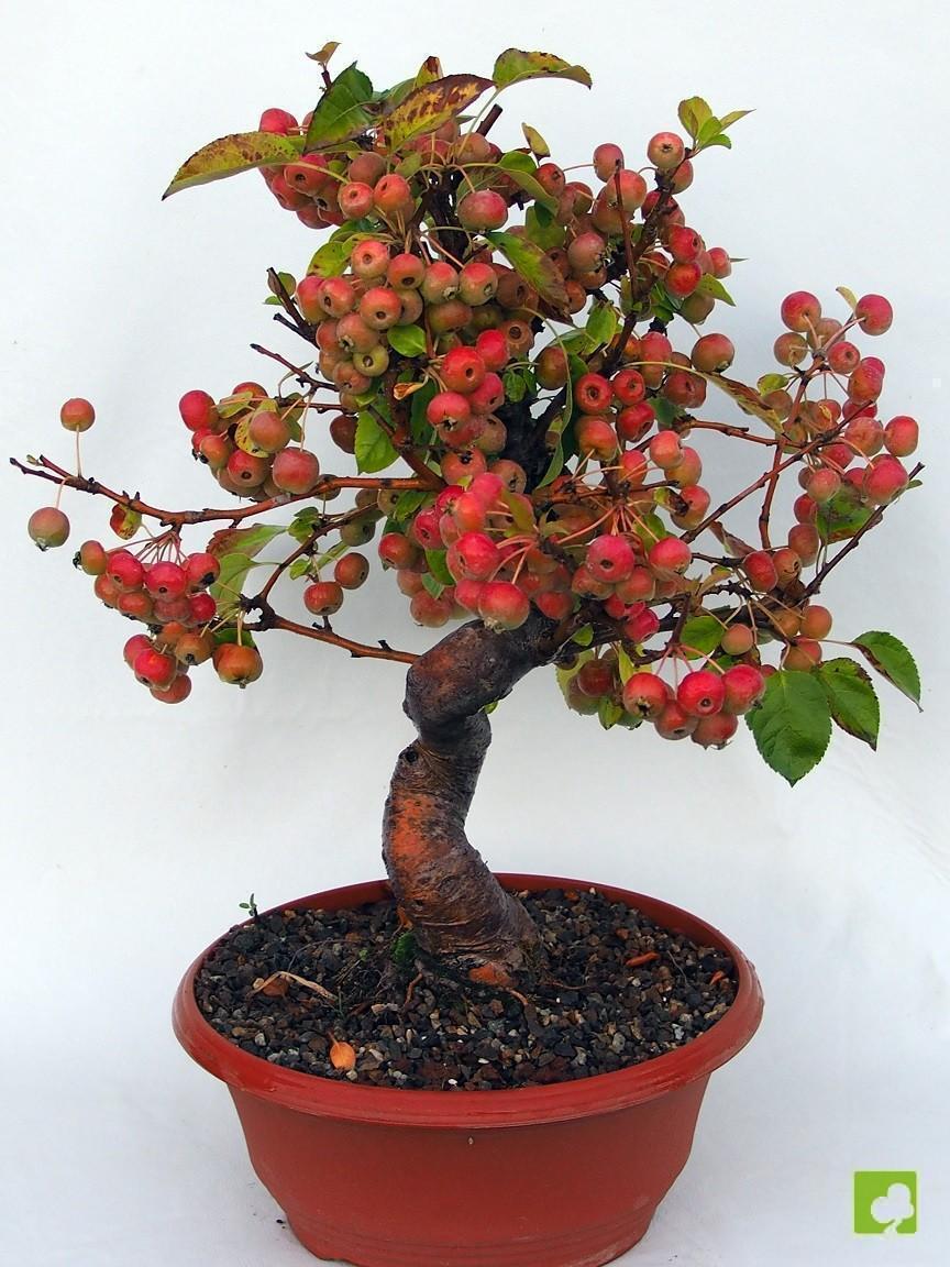 PREBONSAI MALUS EVEREST PREBONSAI MALUS EVEREST