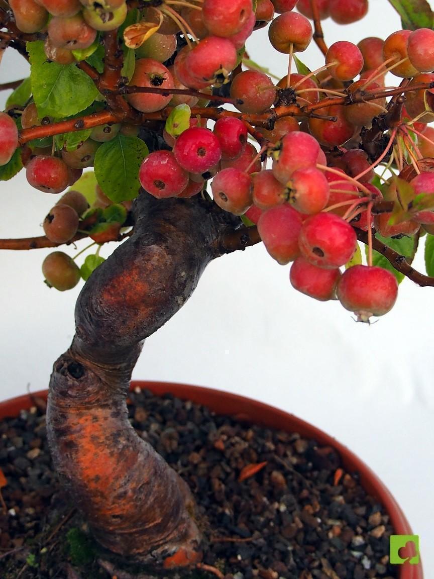 PREBONSAI MALUS EVEREST PREBONSAI MALUS EVEREST