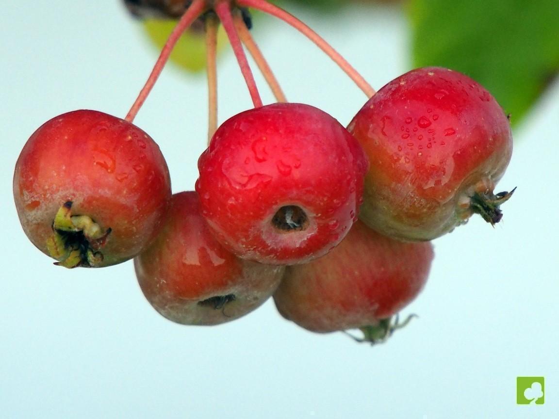 PREBONSAI MALUS EVEREST PREBONSAI MALUS EVEREST
