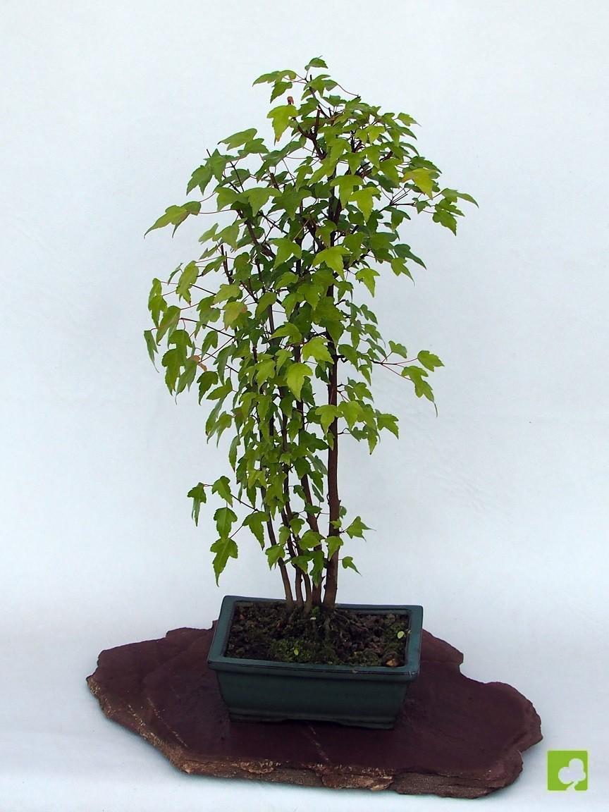 BOSQUECITO DE BEURGERIANOS BOSQUECITO DE BEURGERIANOS