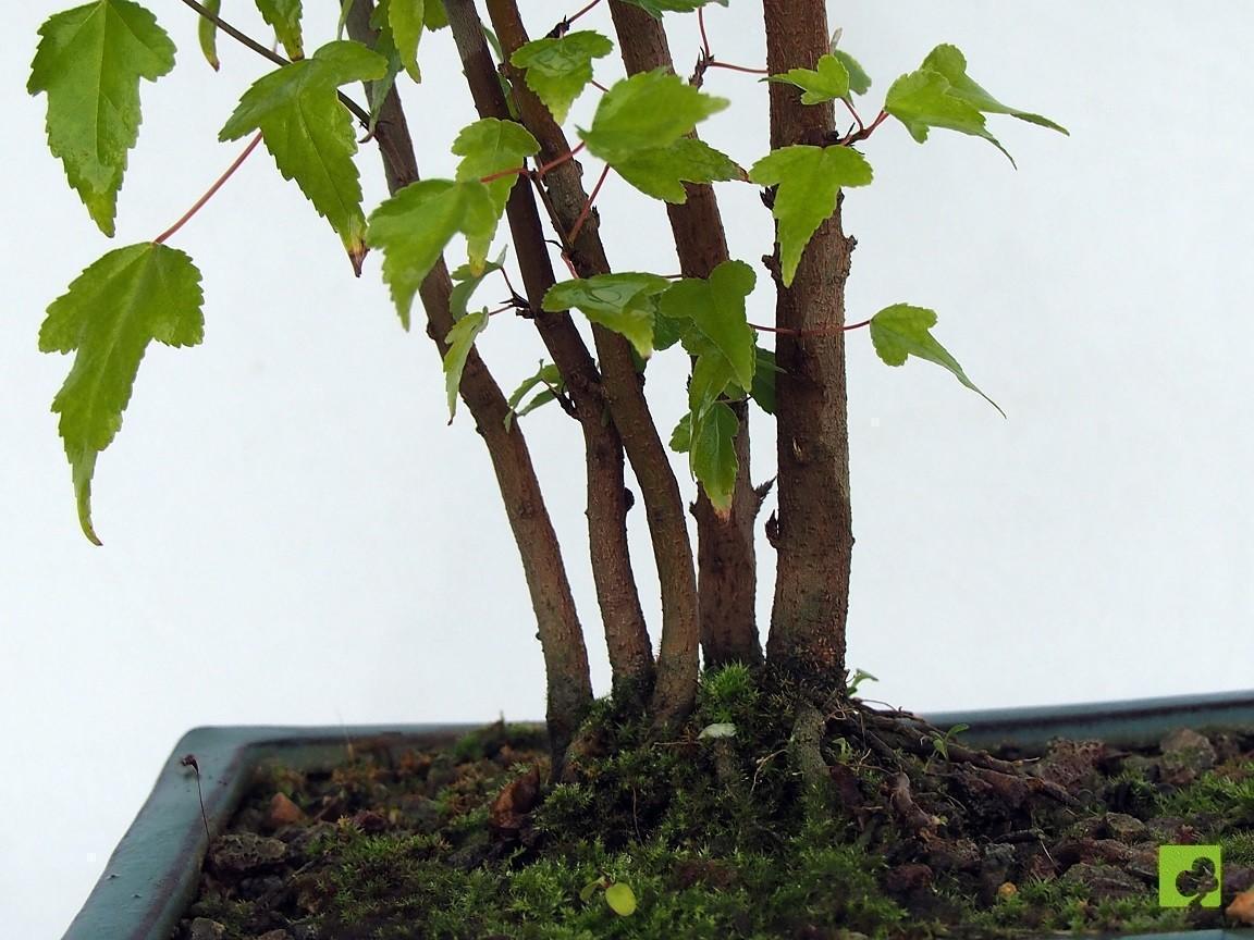 BOSQUECITO DE BEURGERIANOS BOSQUECITO DE BEURGERIANOS