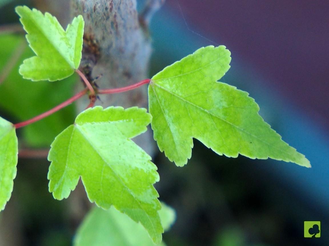 BOSQUECITO DE BEURGERIANOS BOSQUECITO DE BEURGERIANOS