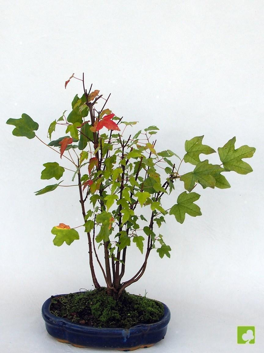 BOSQUE MIXTO DE ACER BEURGERIANO Y CAMPESTRE BOSQUE MIXTO DE ACER BEURGERIANO Y CAMPESTRE