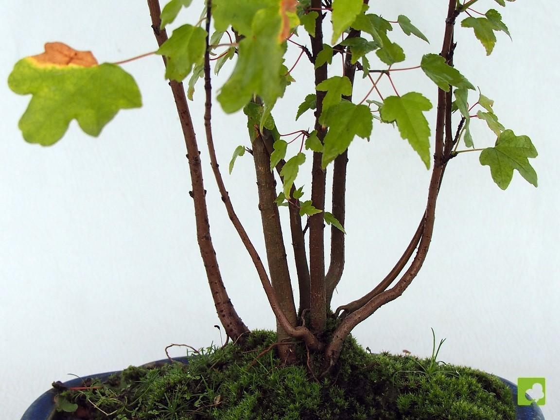 BOSQUE MIXTO DE ACER BEURGERIANO Y CAMPESTRE BOSQUE MIXTO DE ACER BEURGERIANO Y CAMPESTRE