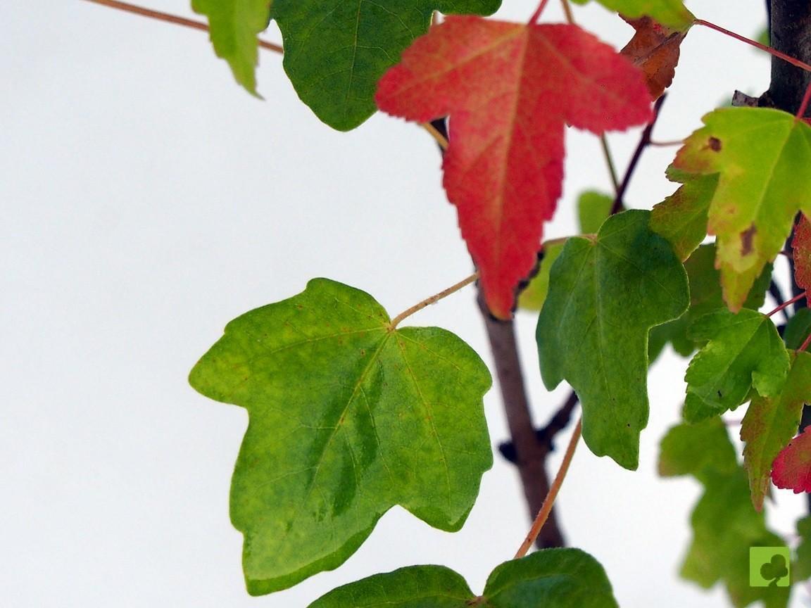 BOSQUE MIXTO DE ACER BEURGERIANO Y CAMPESTRE BOSQUE MIXTO DE ACER BEURGERIANO Y CAMPESTRE